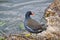 Moorhen by a river bank in England