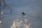 Moorhen on the river Cynon