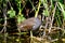 Moorhen standing on submerged branch