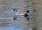 A moorhen swimming