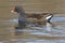 A moorhen swimming on the Cemetery Lake