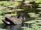 Moorhen swimming and feeding amongst water lilies on a farm pond