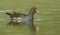 moorhen swimming in green water