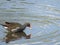 Moorhen wading in river for food