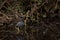 A moorhen wading through shallow water