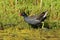 Moorhen wading in water and weed