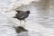 A moorhen walking through water