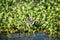 Moorhen and water hyacinths of Lake Naivasha