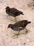 Moorhens