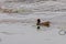 moorhens foraging in the pond