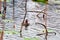 moorhens foraging in the pond