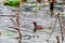 moorhens foraging in the pond