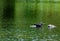 moorhens foraging in the pond