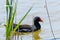 MoorhenSwimming on Water Gallinula chloropus Common Moorhen