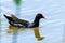 MoorhenSwimming on Water Gallinula chloropus Common Moorhen