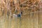 MoorhenSwimming on Water (Gallinula chloropus)Common Moorhen