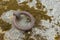 Mooring ring. Old steel ring in a granite countertop. Detailed view of the anchoring point.