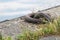 Mooring ring with rope tied on it. Close up image with a solid iron ring used to secure the anchoring of the ships on docks