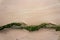 Mooring rope covered in algae on the beach