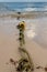 Mooring rope covered in algae on the beach