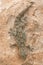 Moorish Gecko Tarentola mauritanica