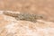 Moorish Gecko Tarentola mauritanica