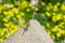 A moorish gecko, Tarentola mauritanica, basking on a rock with a bokeh background of yellow flowers