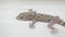 Moorish Gecko Tarentola mauritanica lizard stays still on white wall