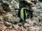 Moorish Idol