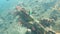 A moorish idol fish feeding on the liberty wreck in bali