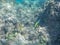 Moorish idol and other reef fish swim at hanauma bay