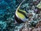 Moorish idol,Zanclus cornutus