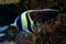 Moorish Idol - Zanclus cornutus - marine fish species, common inhabitant of tropical to subtropical reefs and lagoons