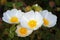 Moorish jagz, black steppe or black rockrose, Cistus salviifolius. White rock flowers from the Mediterranean garden