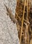 Moorish Wall Gecko climbing on rock