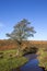 Moorland alder tree