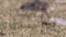 Moorland Chat in Meadow