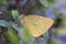 Moorland Clouded Yellow butterfly