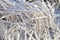 Moorland grass covered by shiny frost crystals and snow on sunny winter day