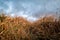 Moorland Grass near Kynance cove