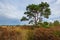 Moorland, peat moss landscape at national park de Groote Peel, Limburg, the Netherlands. High dynamic range, HDR