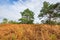 Moorland, peat moss landscape at national park de Groote Peel, Limburg, the Netherlands. High dynamic range, HDR