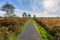 Moorland, peat moss landscape at national park de Groote Peel, Limburg, the Netherlands. High dynamic range, HDR