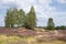 Moorland with purple heather