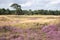 Moorland with purple heather