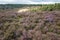 Moorland with purple heather