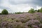 Moorland with purple heather