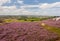 Moorland with purple heather flowers