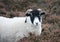 Moorland Sheep
