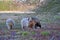 Moorland sheep in autumn on the heath